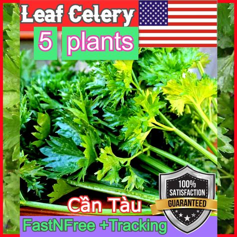 Celery Plants Live Bare Roots Chinese Leaf Celery Can Tau Serori 10 PLANT #Melamine #UsaSeller #CeleryBareRoots #CeleryLive #Eraser #50BulkPack #Celery #CleaningFoam #CeleryPlants #MagicSponge Chinese Leaves, Celery Plant, Soil Testing, Mother Plant, Organic Matter, Planting Herbs, Pink Butterfly, Live Plants, Planting Succulents