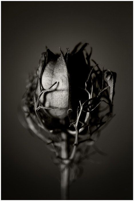 whereyouleastexpectit:  Still Life Photography by Malgorzata Krawczyk - Follow us on www.reflex-mania.com Dark Power, Dark Matter, Photo Images, Dark Beauty, Gothic Art, White Photo, Op Art, Still Life Photography, A Rose