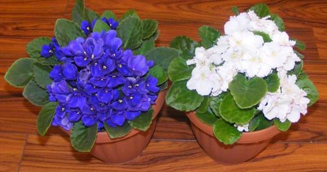 Parma Violets, Parma, Blue Flowers, Planter Pots, Violet, Plants, Flowers, Floral, Blue