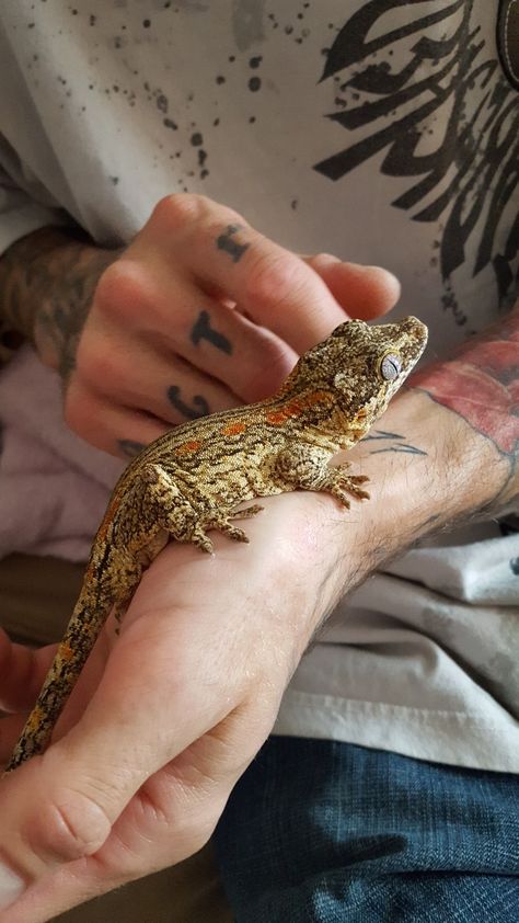 Fuego - Male gargoyle gecko Leachianus Gecko, Leopard Gecko Cage, Gecko Cage, Gargoyle Gecko, Reptile Room, Leopard Gecko, Reptiles And Amphibians, Bearded Dragon, Gecko