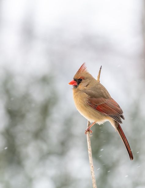 Female Cardinals, Female Cardinal, Garden Birds, Cardinal Birds, Bird Garden, Bird Watching, Bird Feathers, Cardinals, Close Up