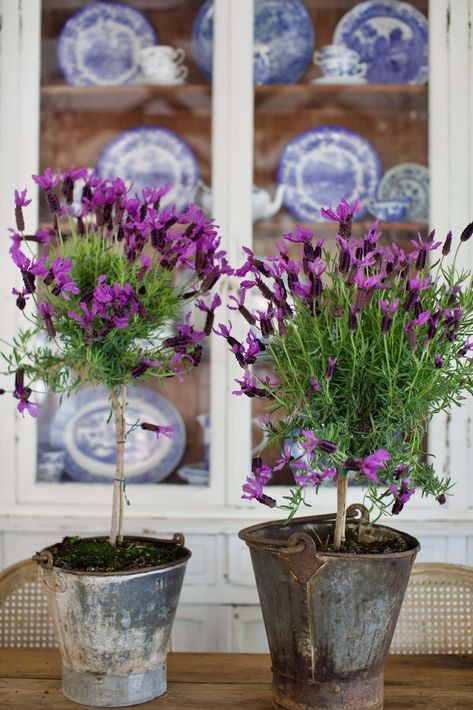 French Cottage Garden- Lavender Topiaries - French Country Cottage French Lavender Plant, Lavender Topiary, Dream Landscaping, French Cottage Garden, Pretty Porches, Garden Lavender, Potted Lavender, French Vintage Decor, Thistlewood Farms