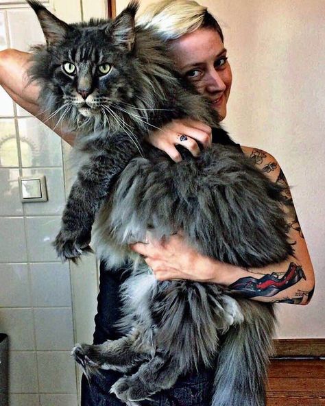 Super-Sized Maine Coon Cats That Will Make Your Kitty Look Tiny Forest Cat, Norwegian Forest Cat, Domestic Cat, Beautiful Cat, Pretty Cats, Maine Coon, Beautiful Cats, Baby Cats, Crazy Cats