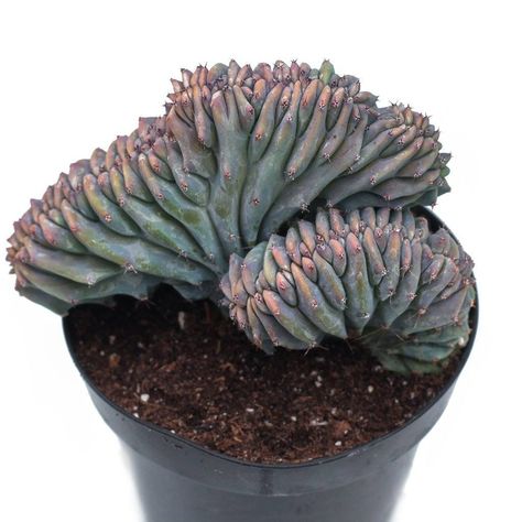 Check out these 13 Rare Cacti (I'll even show you where to find them!) Unique Cactus Plants, Rare Cacti, Myrtillocactus Geometrizans, Cactus For Sale, Leaf Clay, Cactus Leaves, Rare Cactus, Cactus Seeds, Weird Plants