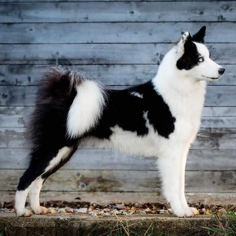 Long Haired Dog Breeds, Yakutian Laika, Laika Dog, Spitz Breeds, Akc Breeds, Spitz Dogs, Long Haired Dogs, Dogs Breeds, Very Cute Dogs