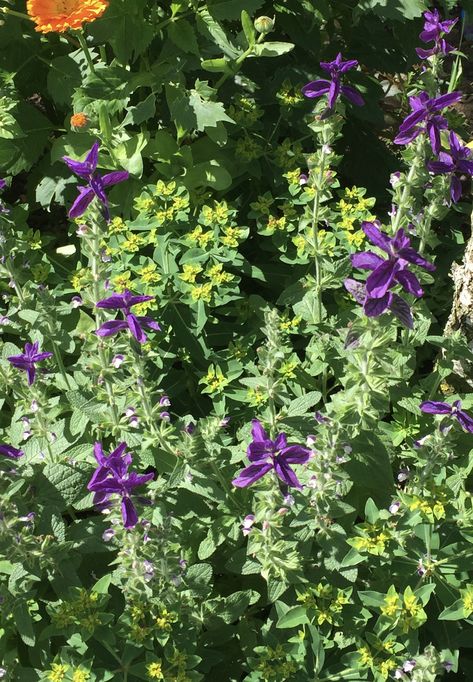 Salvia viridis 'Blue' and Euphorbia oblongata Euphorbia Oblongata, Salvia Viridis, Parsley, Herbs, Blue