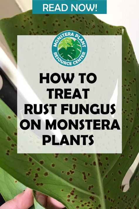 Rust fungus on Monstera plants is a common problem for gardeners and plant lovers alike. This nasty fungus, caused by environmental stressors or other factors, can cause discoloration of leaves and halting of growth. But don’t worry—there are ways to combat rust fungus and keep your Monstera healthy! Tech Theatre, Curry Leaf Plant, Houseplant Tips, Monstera Plant Care, Audrey 2, Monstera Plants, Plant Fungus, How To Clean Rust, Fiddle Leaf Fig Tree