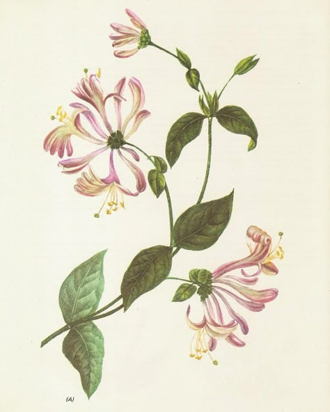 S shape of the honeysuckle branch Honey Suckle Botanical Illustration, Botanical Tattoo Vintage, Pink Honeysuckle, Medicinal Flowers, Honeysuckle Tattoo, Plant Herbs, Honey Suckle, Honeysuckle Flower, Vine Tattoos