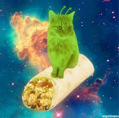 Gatos Cool, Taco Cat, Hipster Cat, Galaxy Cat, Breakfast Burrito, Nyan Cat, Silly Cats Pictures, Silly Animals, Space Cat