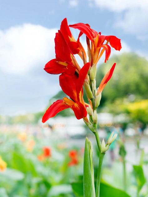 Canna or indian shot or african, flower symbol and traditional father's day gift Premium Photo Canna Flower, Garden Display, Flower Symbol, Tropical Background, African Flowers, Color Rush, Tulip Bouquet, Unusual Flowers, Tropical Foliage