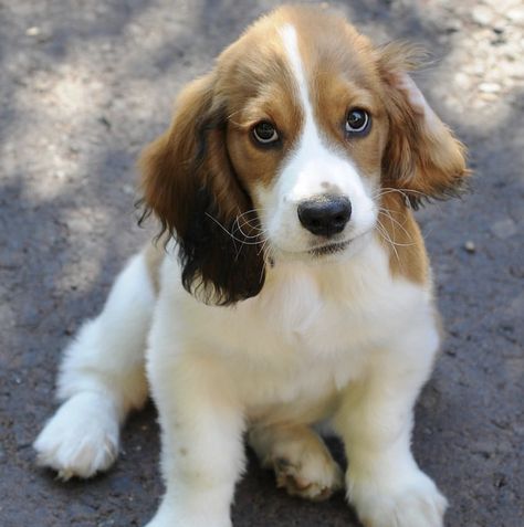 14 Gorgeous Basset Hound Mix Breeds | The Paws Basset Hound Mix Breeds, Beagle Mixed Breeds, Miniature Basset Hound, Baby Basset Hound, Beagle Mix Puppies, Beagle Hound, Basset Hound Mix, Cocker Spaniel Mix, Basset Hound Beagle