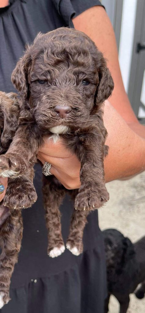 Standard Poodles Pups for sale Standard Poodles For Sale, Standard Poodle Puppy, Poodle Puppy Standard, Poodle Puppies, Bernedoodle Puppy, Pet Snake, Standard Poodles, Poodle Puppy, Standard Poodle