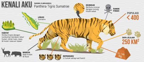 Harimau Sumatera. Keberadaannya sudah terancam punah. Di tambah lagi, hutan hujan Sumatra yang menjadi habitatnya setiap tahunnya terbakar akibat ulah manusia. Animal Infographic, Children Books, Jungle Animals, Flora And Fauna, Biology, Habitat, Books, Animals, Quick Saves