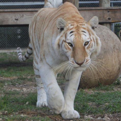 Golden Tabby Tiger, Tabby Tiger, Golden Tabby, Tiger Pictures, Golden Tiger, Cat Reference, Interesting Animals, Cat Pose, Wild Creatures