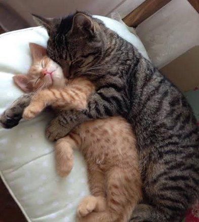 ❤︎ Beruang Grizzly, Cats In Love, Cat Cuddle, Image Chat, Two Cats, Here Kitty Kitty, Cute Cats And Kittens, I Love Cats, Kitty Kitty