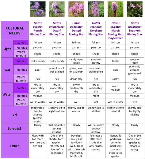 What kind of Liatris can I grow in my garden? – Tennessee Smart Yards Native Plants Wildflower Chart, Butterfly Magnets, Native Plant Landscape, Plant Zones, Gardening Zones, Native Plant Gardening, Homestead Gardens, Garden On A Hill, Spring Wildflowers