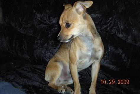 Chipit (Chihuahua-American Pit Bull Terrier Mix) Info and Pictures Pitbull Chihuahua Mix, Dani Leigh, Dog Trends, Dog Crossbreeds, Big Personality, Pit Bull Mix, Border Collie Mix, Pit Bull Terrier Mix, Hybrid Dogs