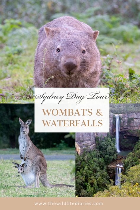 Wombats, Kangaroos and Waterfalls - An Amazing Day Tour from Sydney Eastern Grey Kangaroo, Kangaroo Valley, Australia Itinerary, Australia Backpacking, Animal Experiences, Wildlife Travel, Oceania Travel, One Day Trip, Ancient Forest