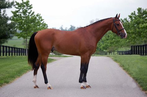 Belgian Warmblood, Belgian Draft Horse, Different Horse Breeds, Dutch Warmblood, Horse Breeder, Warmblood Horses, Pony Breeds, Horse Info, Beautiful Horse Pictures