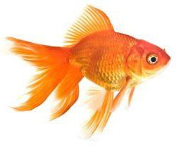 Goldfish Tattoo, Fantail Goldfish, Goldfish Art, Fish Artwork, Animal Action, African Cichlids, Hippie Painting, Art Fish, Fish Sculpture