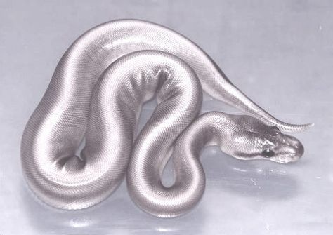 Silver snake Pretty Snakes, Ball Python Morphs, Cute Reptiles, Cute Snake, Beautiful Snakes, Pet Snake, Ball Python, Reptiles And Amphibians, Amphibians