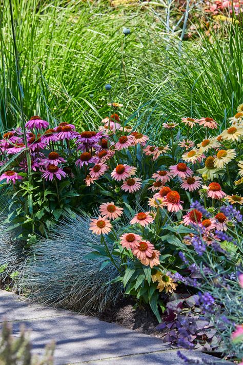 Landscaping with Echinacea plants HilverdaFlorist Echinacea Landscaping, Echinacea Plant Garden Ideas, Echinacea Garden, Echinacea Plant, Echinacea Garden Flower Beds, Pow Wow Echinacea, Purple Echinacea, Ornamental Grass Landscape, Echinacea Green Jewel