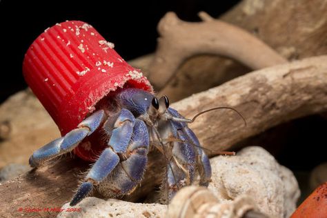 Instead of shells, these hermit crabs used plastic bottle caps and other trash. Hermit Crab Habitat, Crab Species, Chris Jordan, Plastic Bottle Caps, Tattoo Reference, Hermit Crabs, Ocean Pollution, Ocean Day, Hermit Crab