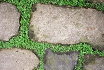 Using weed barriers under flagstone allows homeowners to grow desirable ground cover. How To Lay Flagstone, Backyard Grass Alternative, Flagstone Patio Design, Grass Alternative, Flagstone Walkway, Flagstone Path, No Grass Backyard, Patio Steps, Gravel Patio