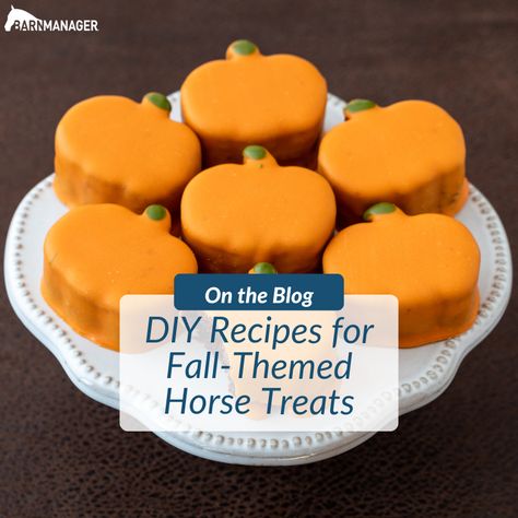 DIY Recipes for Fall-Themed Horse Treats - BarnManager Healthy Horse Treats Homemade, Horse Show Food Ideas, Gourmet Horse Treats, Pumpkin Horse Treats, Horse Treat Recipes, Horse Treats Recipe Easy, Cookies For Horses, Horse Treats Recipe, Horse Cookies Recipes