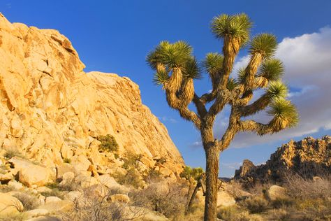 The desert biome is, in general, a dry boime. It includes terrestrial habitats that receive very little rainfall each year, generally less than 50 centimeters. Desert Biome, Coat Of Many Colors, Earth Surface, Biome, Animal Books, Unreal Engine, Natural Earth, Joshua Tree, Tree Art