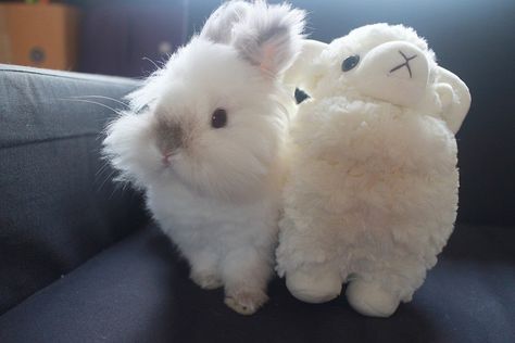 Bunny looks like his fluffy friend! Daily Bunny, Cute Bunny Pictures, Fluffy Bunny, Bunny Pictures, Cute Animals Images, A Silent Voice, Silly Animals, Baby Bunnies