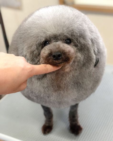 Ridiculous Haircuts, Japanese Dog Grooming, Poodle Haircut, Goofy Dog, Dog Grooming Tips, Dog Haircuts, Dog Grooming Supplies, Japanese Dogs, Dog Cuts