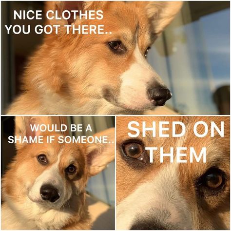 Every day! Corgi Quotes, Corgi Videos, Corgi Facts, Corgi Drawing, Corgi Owner, Funny Corgi, Corgi Art, Funny Cute Animals, Dog Humor