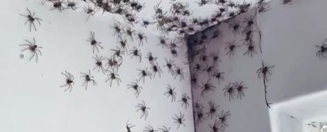 Weather Phenomenon Triggers Nightmarish Spider Infestations in Australian Homes Australia Spider Season, Tma Entities, Spider Infestation, Giant Huntsman Spider, Australia Spider, Cool Spider Species, Spider Taxidermy, Weather Phenomenon, Crazy Dreams