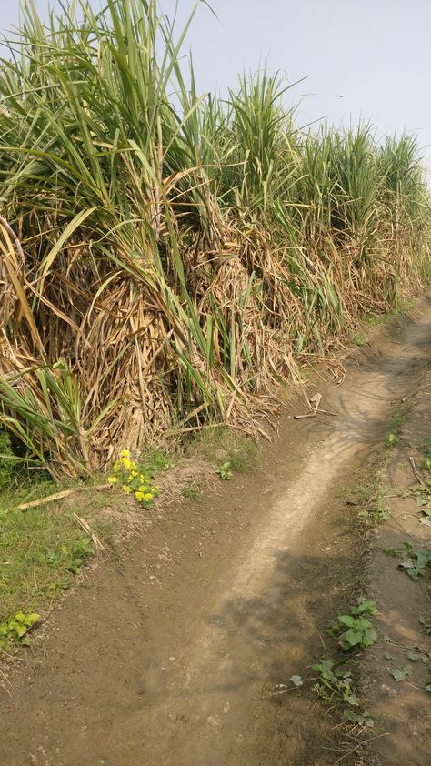 Sugarcane Farm reday for harvest... Sugarcane Farm, Cristiano Ronaldo Wallpapers, Ronaldo Wallpapers, Diy Gardening, Home Flowers, Garden Diy, Garden Home, Permaculture, Lawn Care