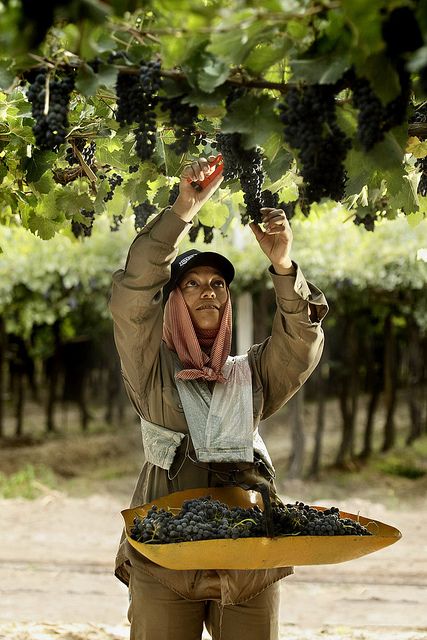 Harvest is done manually with 18kgs trays that guarantee the security and quality of the bunches. Wine Vineyards, Wine Photography, Grape Harvesting, Argentina Travel, Wine Time, Wine Region, People Of The World, Italian Wine, Wine Making