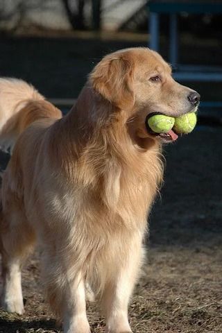 How to Groom a Golden Retriever at Home? Tips, Tools, Cost & Hairstyle – My Pet Command Groom Golden Retriever, How To Groom A Golden Retriever At Home, Golden Retriever Grooming Styles, Muscular Dog, Golden Retriever Grooming, Electric Fence Energizer, Grooming Style, Tick Prevention, A Golden Retriever