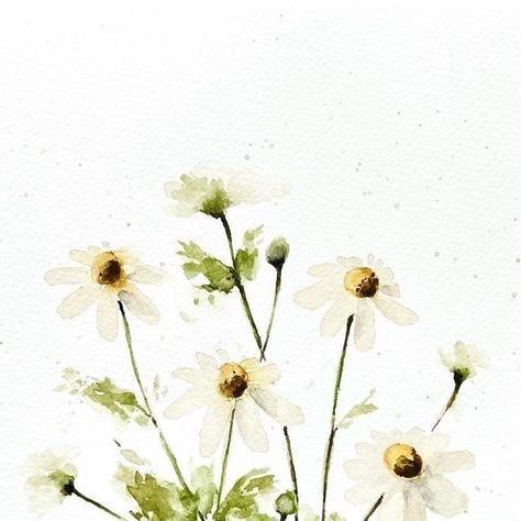 Carole Gremillion on Instagram: "Painting chamomile today from @sushhegde Wildflower Watercolor book..her technique for painting these white flowers is amazing! I would normally leave the white of the paper and add a few shadows to bring out the shape of the flowers, but using a beautiful light and watery mixture of gamboge, burnt sienna and ultramarine blue, I painted the white petals. I absolutely loved this technique and am happy to have another way to paint white flowers🤍🤍🤍 #wildflowerswi Chamomile Flowers Drawing, Chamomile Sketch, Chamomile Watercolor, Water Colour Daisies, Chamomile Plant Drawing, Wildflower Watercolor, Paint White, Ultramarine Blue, Instagram Painting