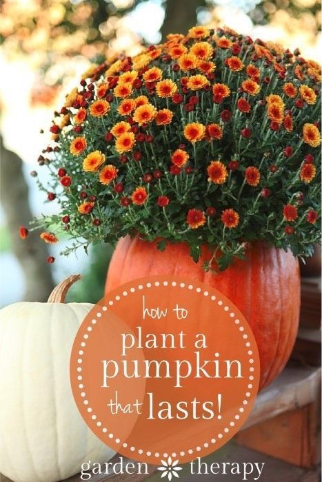 Pumpkin Planting, Pumpkin Planters, Pumpkin Planter, Garden Therapy, Planting Tips, Fall Containers, Container Garden Design, Fall Vegetables, Fall Planters