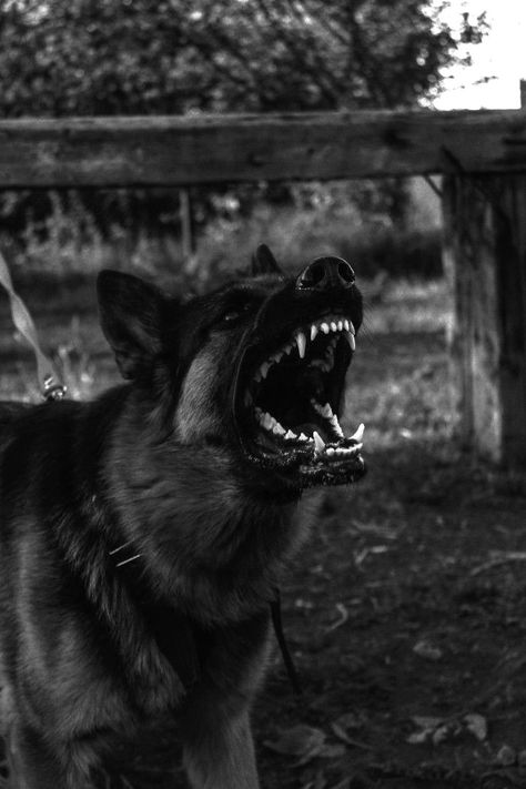 Dangerous Dogs Aesthetic, Dog Snarling Reference, Scary Dog Privilege Aesthetic, Mean Looking Dogs, Protection Dog Aesthetic, Angry Dog Aesthetic, Dark Dog Aesthetic, Big Scary Dogs, Bad Dog Aesthetic