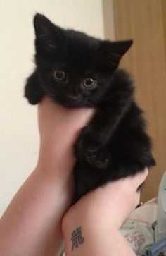 cd758e8f59dfdf06a852adad277986ca Black Kitten, Cute Black Cats, Cat Aesthetic, Cute Cats And Kittens, Cute Creatures, Pretty Cats, Cute Little Animals, Beautiful Cats