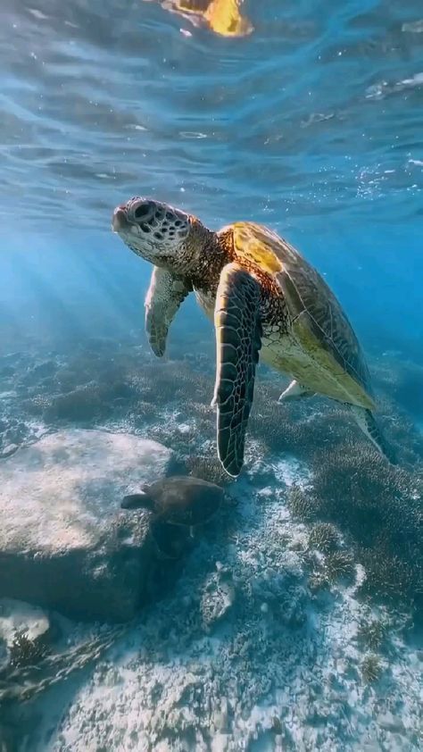 Sea Animals Photography, Ocean Life Photography, Sea Turtle Pictures, Baby Sea Turtle, Animals Photography, Beautiful Ocean Pictures, Beautiful Sea Creatures, Turtle Love, Animal Wildlife