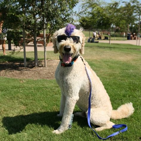 Goldendoodle Topknot, Goldendoodle Haircuts Mohawk, Golden Doodle Mohawk Haircut, Doodle Mullet Haircut, Doodle Mohawk Haircut, Golden Doodle Mohawk, Dog Mohawk, Mohawk Cut, Trimming Goldendoodle Face