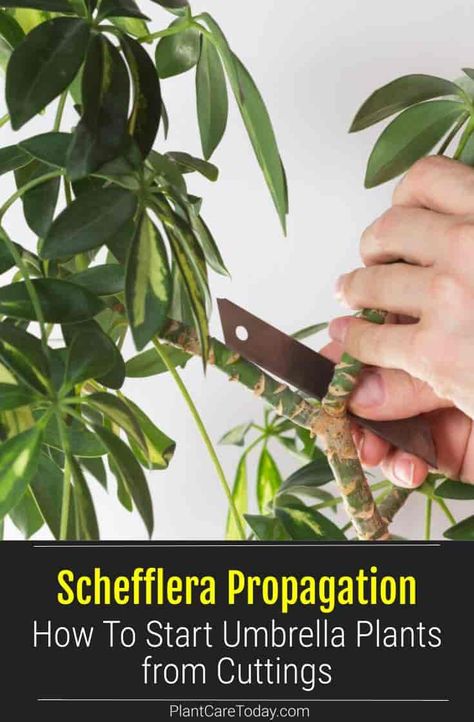 How To Propagate Umbrella Plant, Umbrella Tree Propagation, Umbrella Plant Propagation, Propagating Schefflera, Schefflera Plant, Plants From Cuttings, Angel Plant, African Violet Care, Umbrella Plant