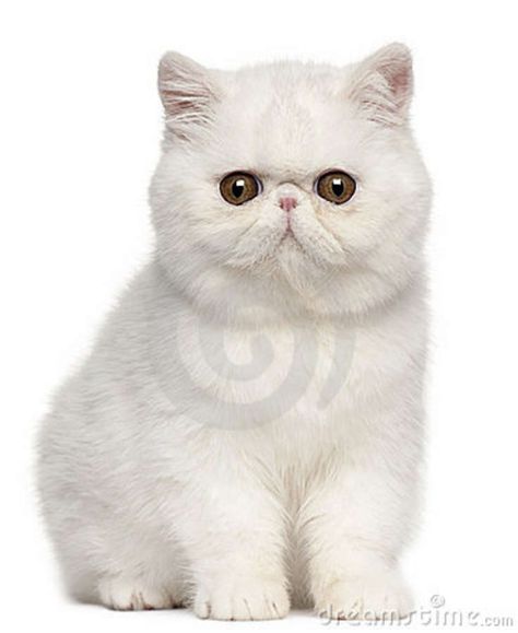 Exotic Shorthair Kitten - so cute! Fluffy Cat Breeds, Flat Faced Cat, Kitten Breeds, Exotic Shorthair Cat, Calming Cat, American Curl, Exotic Cats, Exotic Shorthair, Short Hair Cats