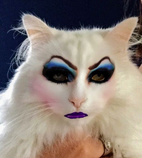 follow me on IG missbettywhite2009 #cat #lol #whitecat #betch #bitch #longhairdontcare #funny #humor #animals #pets #rescue #bettywhite #snapchat #drag #dragqueen #lipstick #contour #blush #eyeshadow #fakeeyelashes #eyeshadow #brows #eyebrowsonfleek #purple #blue #pink Cat With Eyelashes, Lipstick Contour, Dog And Cat Art, Majestic Cat, Cat Lol, Painting Logo, Blush Eyeshadow, Look Alikes, Eyebrows On Fleek