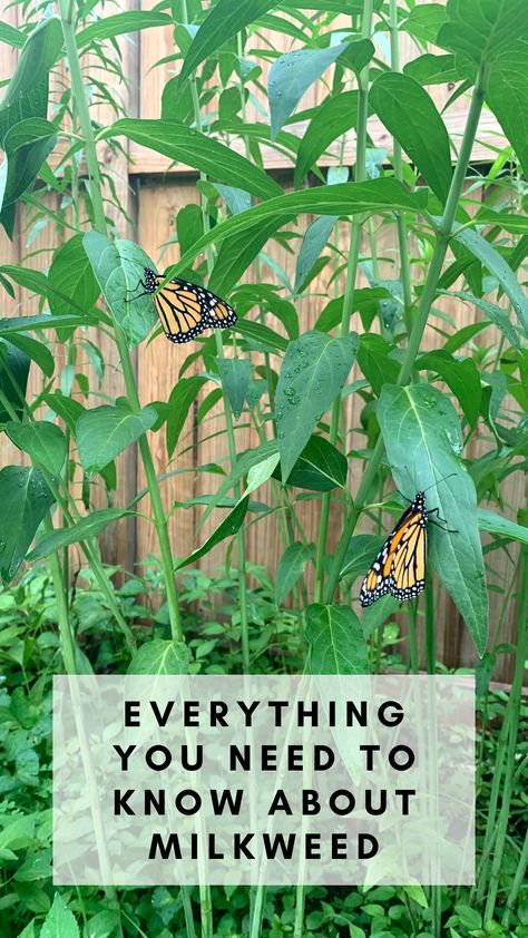 Swamp Milkweed Plant, Milkweed Health Benefits, Planting Milkweed, Showy Milkweed, Milkweed Garden, Raising Butterflies, Flowers That Attract Butterflies, Butterfly Garden Design, Butterfly Garden Plants