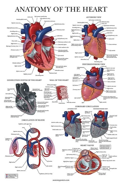 Anatomy Of The Heart, Human Heart Anatomy, Heart Diagram, Anatomy Poster, Basic Anatomy And Physiology, Nurse Study Notes, The Human Heart, Medical Student Motivation, Heart Anatomy