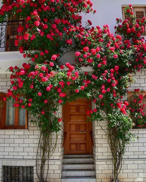 Rose Climbing, Balcony Decoration, Front Garden Landscape, Courtyard Design, Design Door, Flower Garden Design, Flowers Decoration, Flowers Rose, House Plants Decor