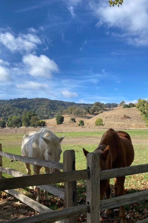 horses 
horses in a beautiful field 
earth vibes
farm girl 
cowgirl Horse Field Aesthetic, Callie Core Aesthetics, Horses On Farm, Horse In Pasture, Horse Farm Aesthetic, Callie Core, Horses In A Field, Horse Field, Horse Yard